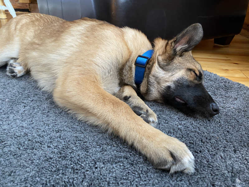 Photo of Tucker as a puppy